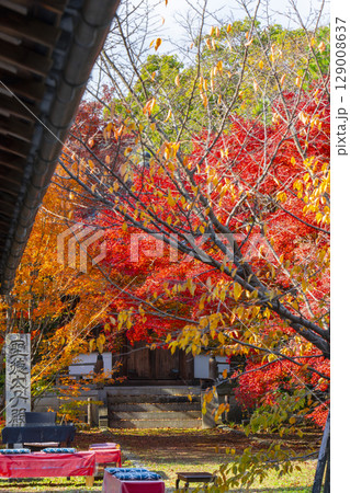 秋の京都 清凉寺(嵯峨釈迦堂) 紅葉と聖徳太子殿 秋の京都 清凉寺(嵯峨釈迦堂) 紅葉と聖徳太子殿 129008637