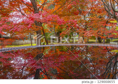 秋の京都 清凉寺(嵯峨釈迦堂) 紅葉リフレクション 秋の京都 清凉寺(嵯峨釈迦堂) 紅葉リフレクション 129008655