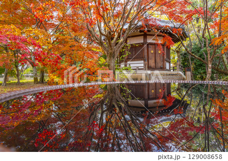 秋の京都　清凉寺（嵯峨釈迦堂）　紅葉と聖徳太子殿 129008658