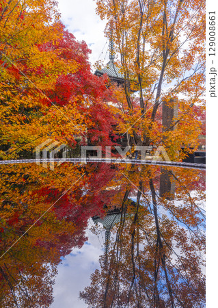秋の京都　清凉寺（嵯峨釈迦堂）　紅葉と多宝塔 129008661