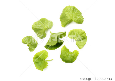 Gotu kola plant, Fresh green leaves of herb Gotu kola plant, Fresh green leaves of herb 129008743