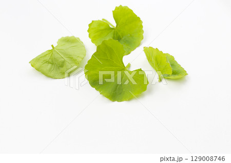 Gotu kola plant, Fresh green leaves of herb 129008746