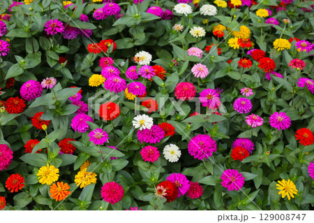 A garden alive with vibrant zinnias in full bloom, spreading joy and color. A garden alive with vibrant zinnias in full bloom, spreading joy and color. 129008747