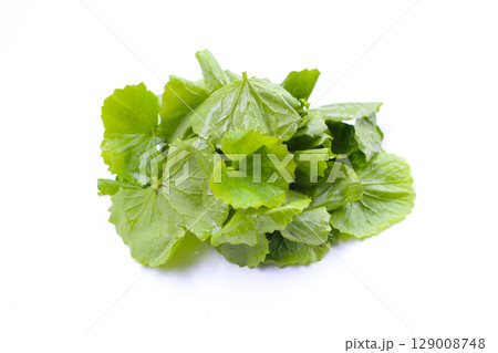 Gotu kola plant, Fresh green leaves of herb Gotu kola plant, Fresh green leaves of herb 129008748