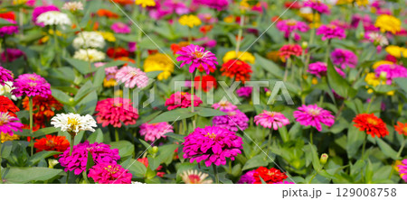 Colorful zinnias in full bloom 129008758