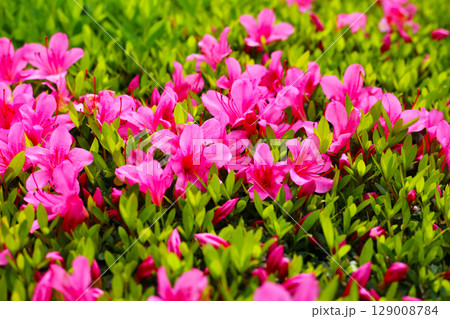 Pink and white azalea flowers blooming beautifully along a pedestrian sidewalk in Tokyo, Japan 129008784