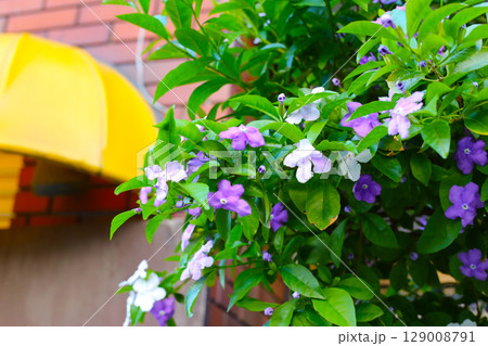 Brunfelsia pauciflora flower on tree 129008791