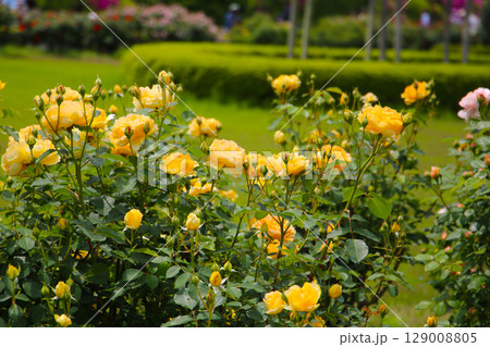 Beautiful roses in full bloom at the Japanese Rose Garden. Beautiful roses in full bloom at the Japanese Rose Garden. 129008805