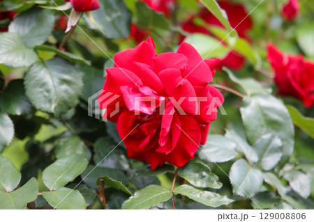 Beautiful roses in full bloom at the Japanese Rose Garden. Beautiful roses in full bloom at the Japanese Rose Garden. 129008806