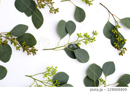 Eucalyptus leaves on white background. Green leaf branches. 129008809