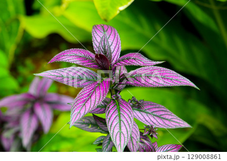 Close-up of Persian shield plant 129008861