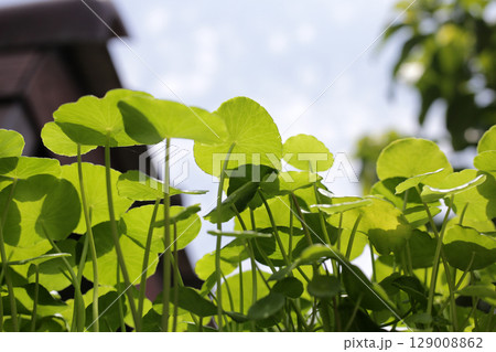 Centella asiatica (gotu kola), Green leaves of water pennywort. 129008862