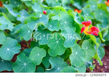 Nasturtium plant, flower with green leaves Nasturtium plant, flower with green leaves 129008874