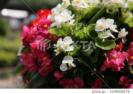 Colorful begonias in shades of red, pink, and white blooming beautifully along a walkway in Japan. Colorful begonias in shades of red, pink, and white blooming beautifully along a walkway in Japan. 129008879