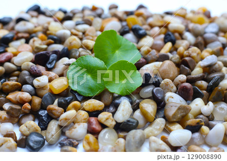 Fresh gotu kola leaves on pebbles. 129008890