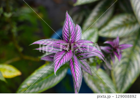 Close-up of Persian shield plant Close-up of Persian shield plant 129008892