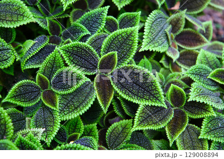 Pilea involucrata Moon Valley, Black and green leaves Pilea involucrata Moon Valley, Black and green leaves 129008894