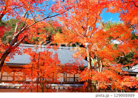 宝徳寺の紅葉 129008989