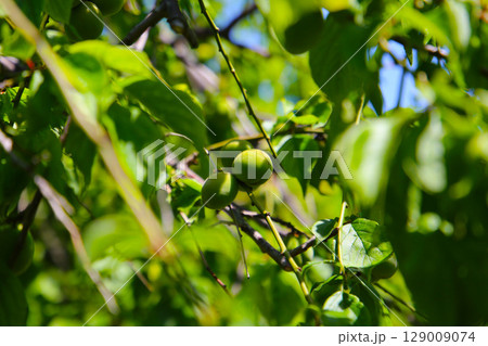 Prunus mume fruits on tree Prunus mume fruits on tree 129009074