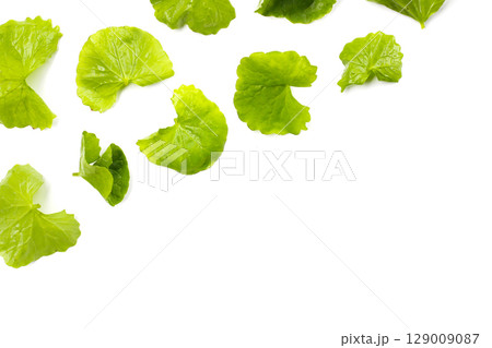 Fresh gotu kola leaves on a white background. Fresh gotu kola leaves on a white background. 129009087