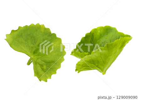 Fresh gotu kola leaves on a white background. Fresh gotu kola leaves on a white background. 129009090