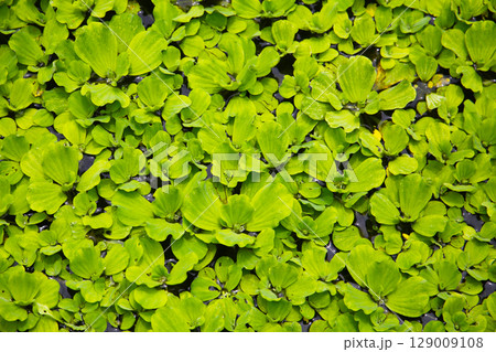 Dense cluster of Pistia (water lettuce) floating on the pond surface. Dense cluster of Pistia (water lettuce) floating on the pond surface. 129009108