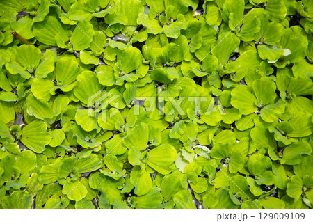 Dense cluster of Pistia (water lettuce) floating on the pond surface. Dense cluster of Pistia (water lettuce) floating on the pond surface. 129009109