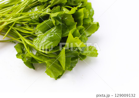 Gotu kola plant, Fresh green leaves of herb Gotu kola plant, Fresh green leaves of herb 129009132