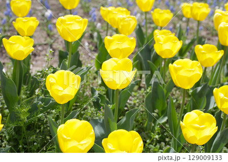 Field of blooming tulips under natural sunlight. 129009133
