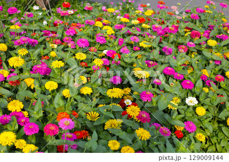 Colorful zinnias in full bloom Colorful zinnias in full bloom 129009144