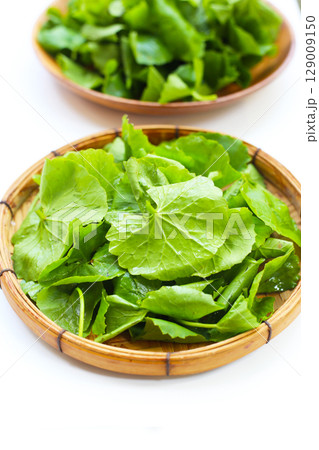 Gotu kola, fresh green leaves Gotu kola, fresh green leaves 129009150