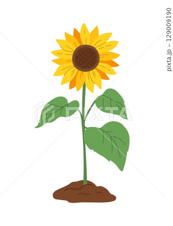 Cartoon sunflower plant with bright yellow petals and green leaves growing from the ground. Isolated vector blooming garden flower with long stem. Agricultural symbol of growth, harvest and farming 129009190