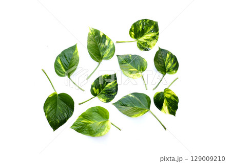 Variegated pothos leaves with green and yellow patterns. 129009210