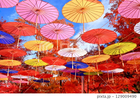 宝徳寺のアンブレラスカイ 129009490