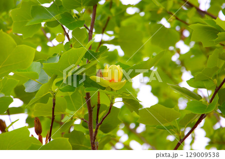 Tulip tree branches with green leaves and blooming flowers Tulip tree branches with green leaves and blooming flowers 129009538