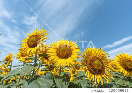 満開のひまわり　宮城県山元町のひまわり畑（2025やまもとひまわり祭り）　宮城県山元町 129009951