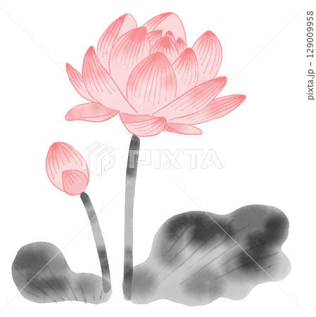 蓮の花の水墨画 129009958