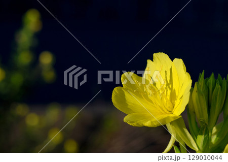 メマツヨイグサ 129010044