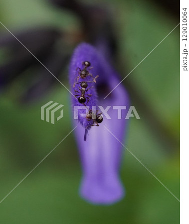 紫の花と小さなアリ 紫の花と小さなアリ 129010064