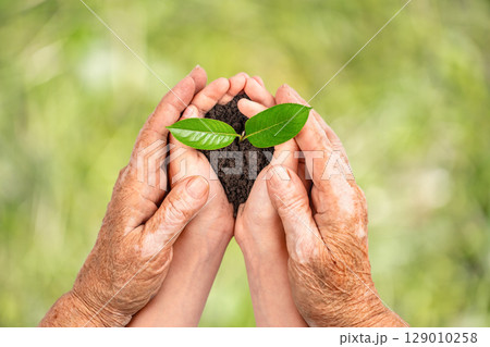Elderly and young hands holding soil with a green plant symbolizing growth and care 129010258