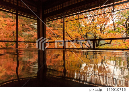 京都の瑠璃光院の紅葉 129010716