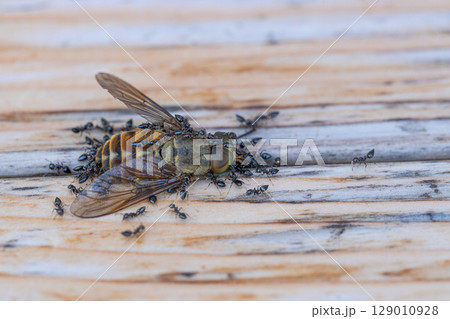 アブの死がいにクロアリがたかっている素材写真 129010928