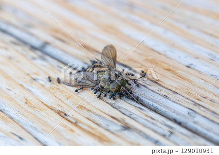 アブの死がいにクロアリがたかっている素材写真 129010931
