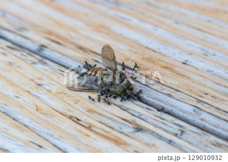 アブの死がいにクロアリがたかっている素材写真 129010932