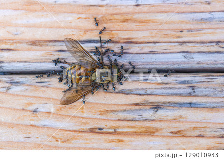 アブの死がいにクロアリがたかっている素材写真 129010933