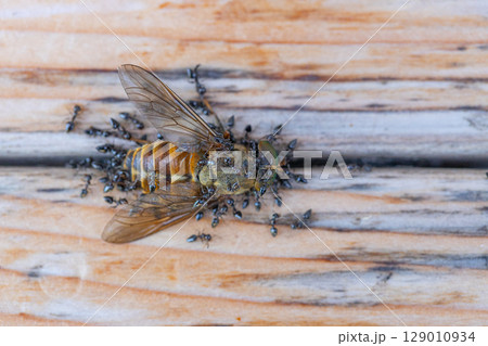 アブの死がいにクロアリがたかっている素材写真 129010934