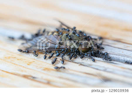 アブの死がいにクロアリがたかっている素材写真 129010936