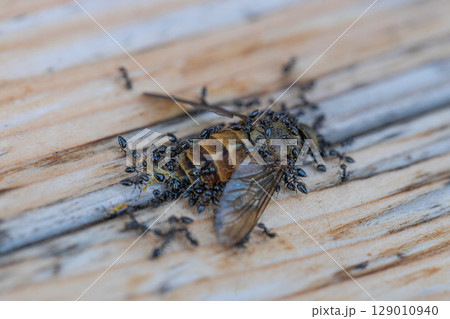アブの死がいにクロアリがたかっている素材写真 アブの死がいにクロアリがたかっている素材写真 129010940