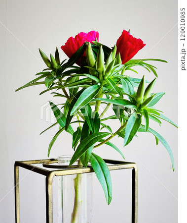 花瓶に活けた赤いゴデチャ 花瓶に活けた赤いゴデチャ 129010985
