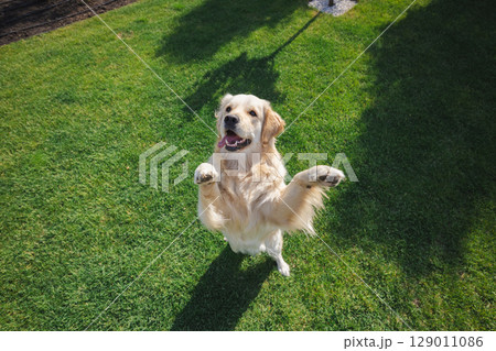 Golden retriever happily leaps to catch a purple toy ring in a sunny green backyard Golden retriever happily leaps to catch a purple toy ring in a sunny green backyard 129011086